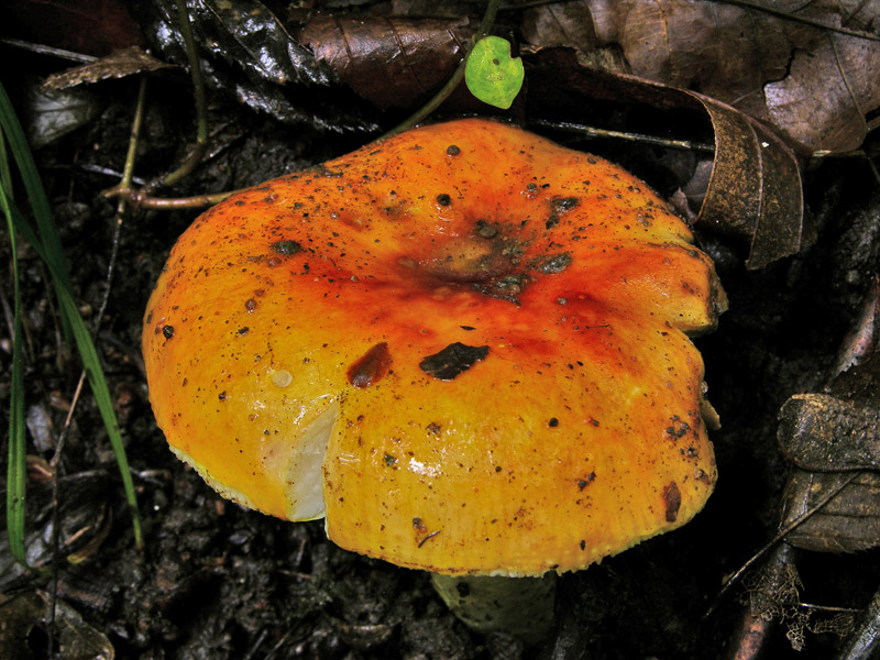 Risposte griglia 2 (marted� 29 maggio)